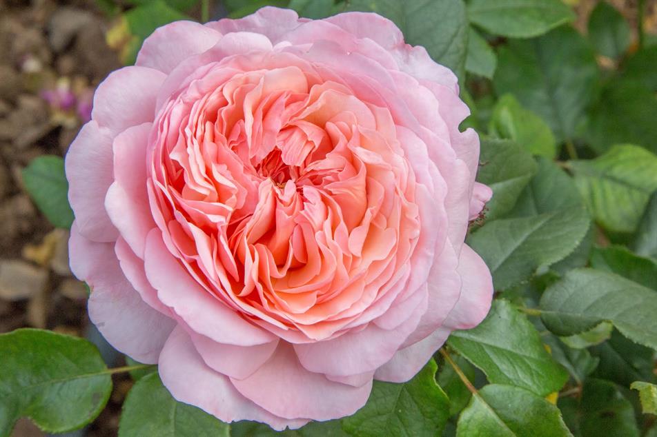 ‘Sweet Romantica’ Meilland International